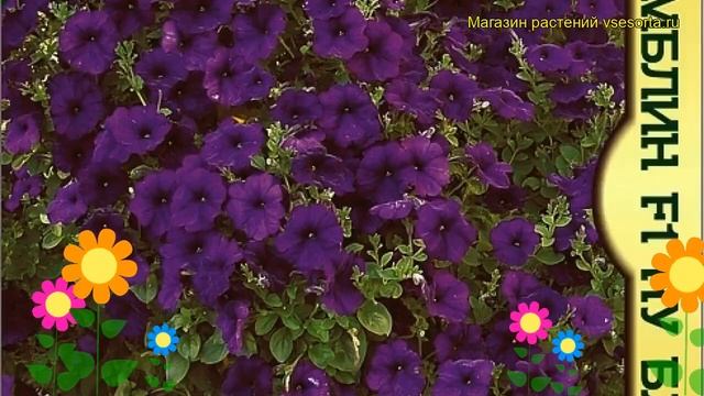 Петуния махровая крупноцветковая F1 Ну Блю. Краткий обзор petunia x hybrida, grandiflora F1 Nu Blue смотреть онлайн