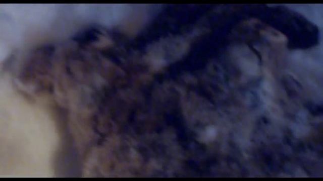 Ужас. Заяц с двумя головами.mpg смотреть онлайн