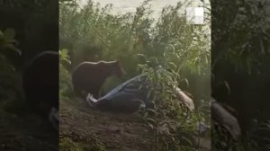 Пермский край: медведь разорвал палатку