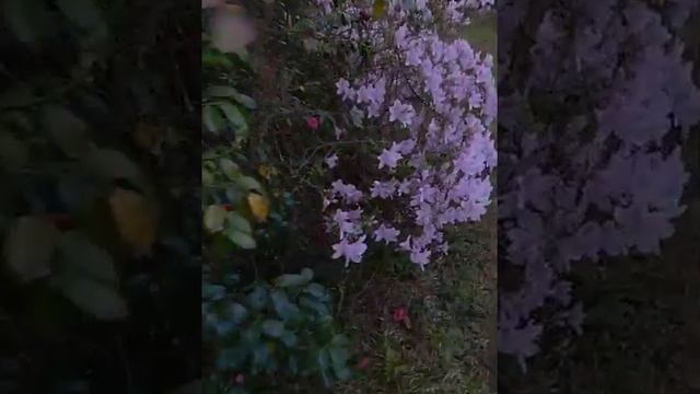 🌸 Azaleas and a Cat