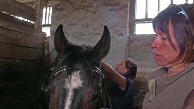 Конный клуб ДИБРОВА - знакомство с лошадьми и сбруей смотреть онлайн