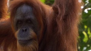 Интересные факты про обезьян(Interesting facts about monkeys).