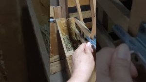 Козлятник для карликовых камерунских коз!