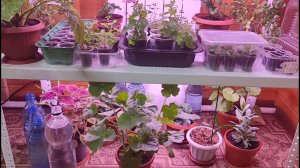 СНЕГ. Природный стимулятор