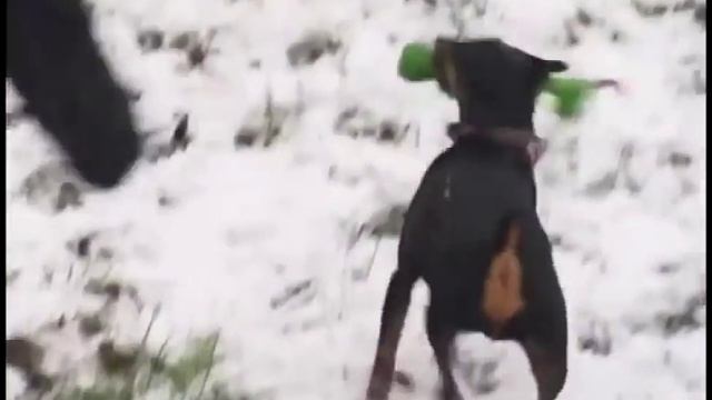 Карликовый пинчер цвергпинчер Особенности содержания