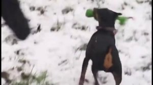 Карликовый пинчер цвергпинчер Особенности содержания