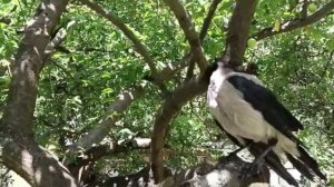 Питание Ворона Кешы.  Eating Little Crow Kesha