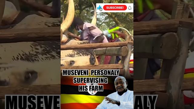 Museveni Driving Himself In His Farm