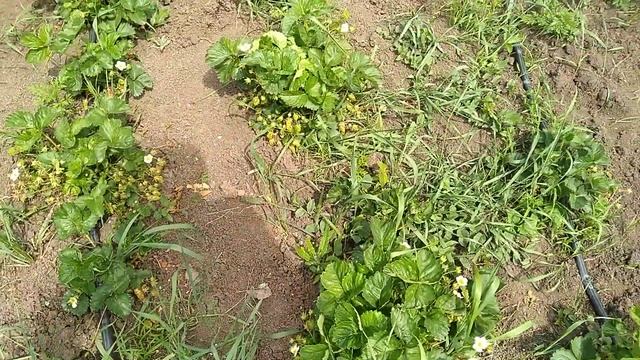 Земклубника Дар, улучшенная Купчиха