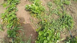Земклубника Дар, улучшенная Купчиха