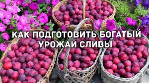 Как получить богатый урожай сливы. СЛИВА завалит урожаем