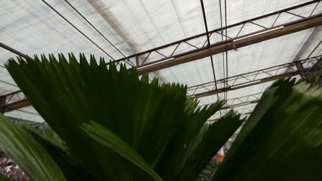 Livistona rotundifolia (Lam.) Martius 觀葉植物 圓葉蒲葵(圓扇)觀察
