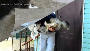 Как взвесить собаку, как измерить вес собаки / how to weigh the dog