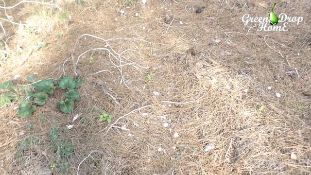 Рыжики. По грибы в Израиле смотреть онлайн