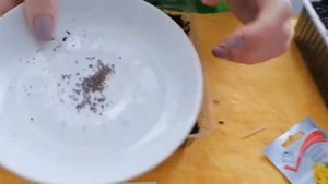 Хризантема из семян. Прекрасное украшение для вашего сада