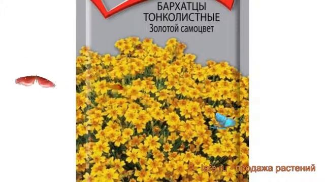 Бархатцы тонкая Золотой самоцвет ? обзор: как сажать, семена бархатцев Золотой самоцвет смотреть онлайн