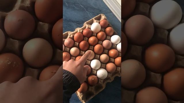 Разно цветные Яйца/ Куры хорошо несутся