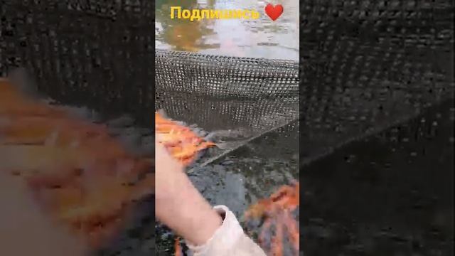 Рыба Богемский Линь! Самцы и самки, отличия!