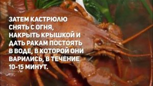 Как варить раков.Вареные раки с укропом.
