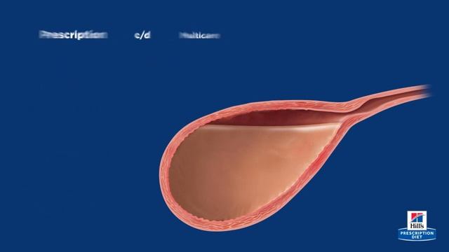 Hill's Prescription Diet c/d Multicare para cães e gatos | Cuidado Urinário смотреть онлайн