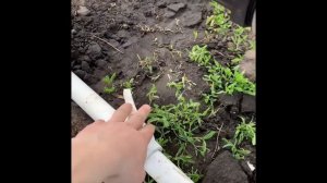 Удобрение для чеснока/ азотная подкормка чеснока/ внесение удобрений через капельный полив
