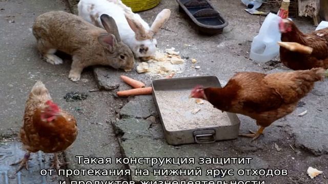 Содержание кроликов