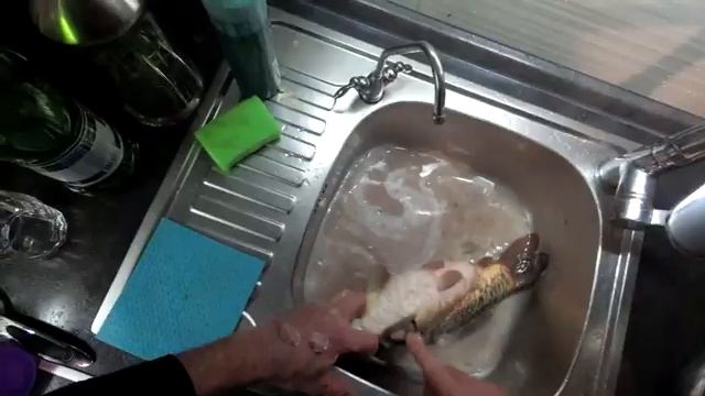 Чистка чешуи  и потрошение зеркального карпа,в домашних условиях