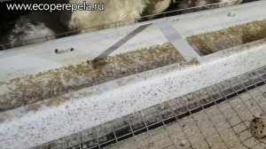 Пора убирать перепелов. Новый корм несушка, очень порадовал!!!