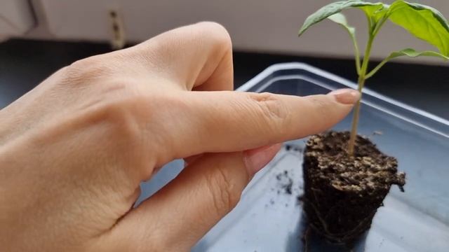 Можно ли заглублять рассаду перца и баклажана. Чем это чревато.