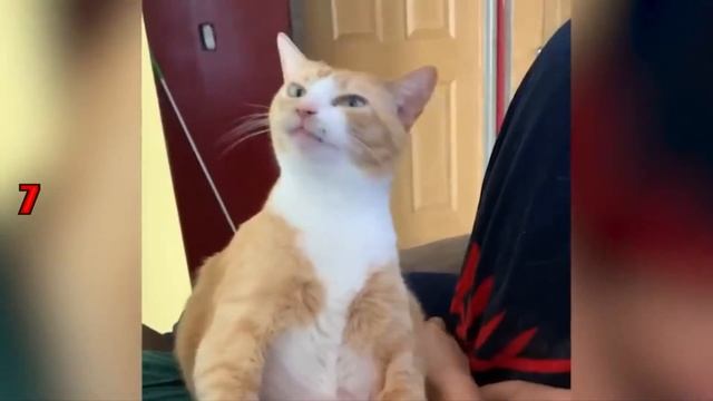 Коты. Интересные Факты про Кошек. Что Нужно Знать о Кошках