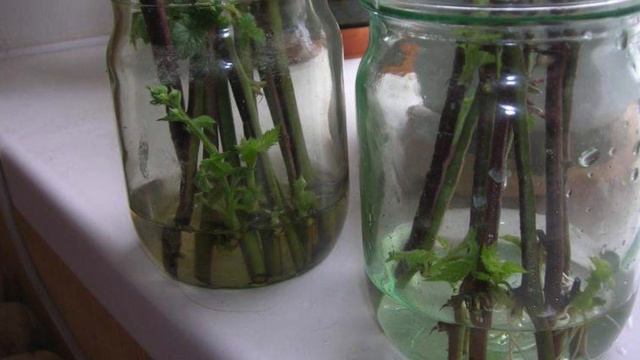 Мощнейший СТИМУЛЯТОР РОСТА для корней! УКОРЕНИТСЯ даже палка! Почему я не знала ЭТОГО раньше!