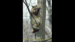 ВОРОНЕ БОГ ПОСЛАЛ КУСОЧЕК СЫРА