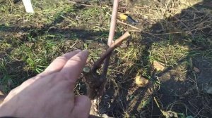 Осенняя обрезка и укрытие винограда на зиму.