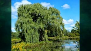 "Размножение и развитие растений", Окружающий мир 3 класс ч.1, с.93-96, Планета знаний.