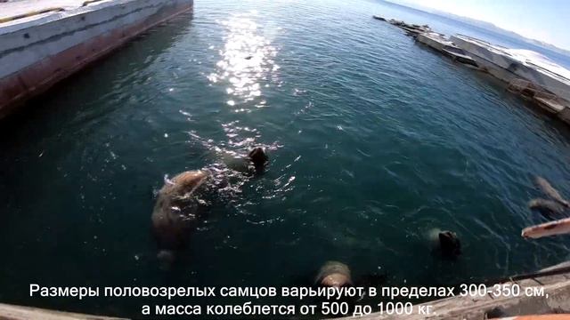 Морской лев Стеллера (Сивуч) Камчатка смотреть онлайн
