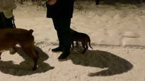 Pit bull puppy attacks fox terrier
