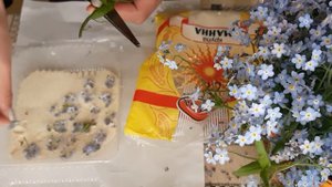 Сушка квітів в домашніх умовах. Незабудки