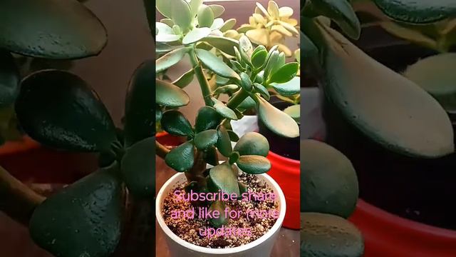 Crassula Ovata Jade Forest Plant Series Two of Three update 25