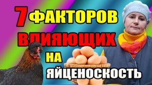 7 факторов ВЛИЯЮЩИХ на яйценоскость кур.