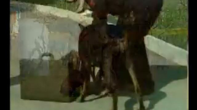 злой доберман смотреть онлайн