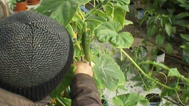 Оконный огурец смотреть онлайн