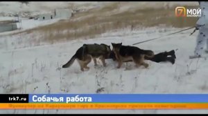 Собачий спецназ показал боевые навыки на усиленной тренировке в Красноярске.mp4