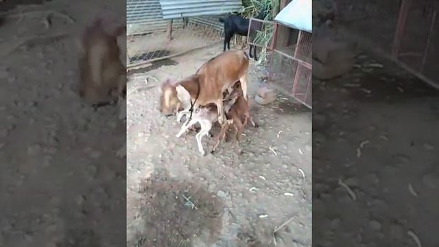 #2 PATERI BAKRI 4 BACHUN, #BAKRI ki awaaz, @goat business,