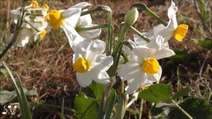 Narcissus tazetta / Нарцисс букетный / נרקיס מצוי