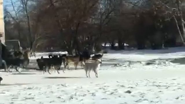 Стая собак в Усолье-Сибирском смотреть онлайн
