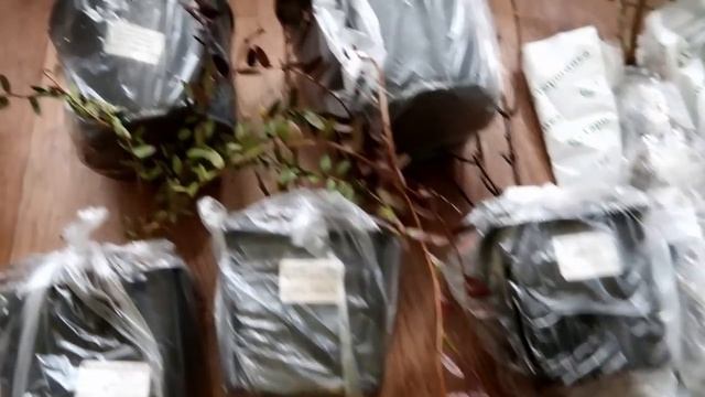 Самые интересные и необычные садовые растения из Гаршинки