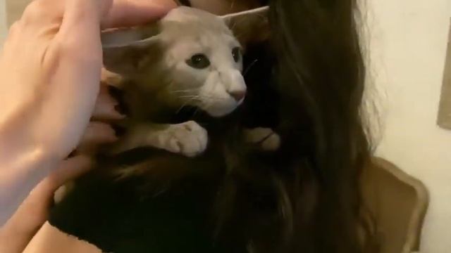 Кошки породы Ориентальная длинношёрстная
