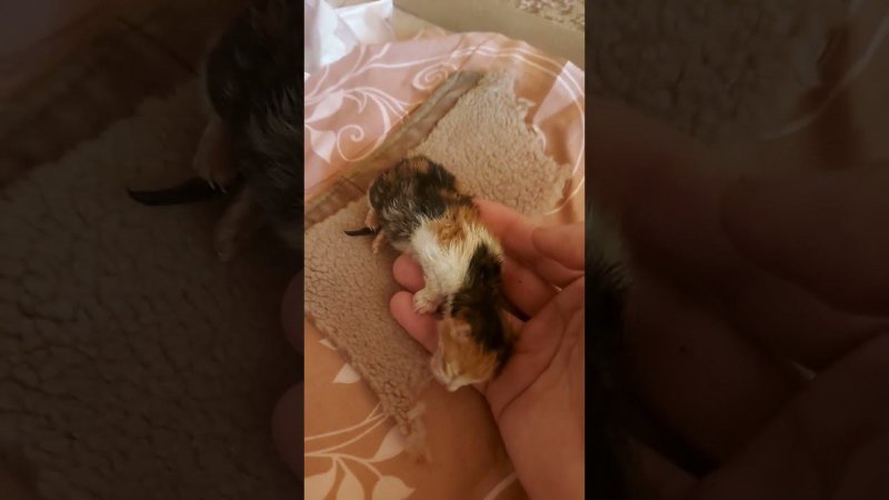 Новорождённый котёнок. Найденышь
