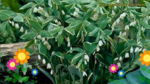 Купена серповидная Вариегатум. Краткий обзор, описание характеристик polygonatum falcatum Variegatu