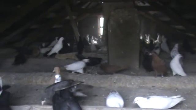 Отдам даром. Кому нужны такие голуби. смотреть онлайн